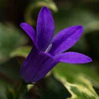 Fiori