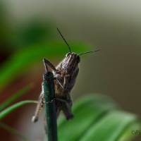 Macro
