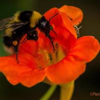 Macro